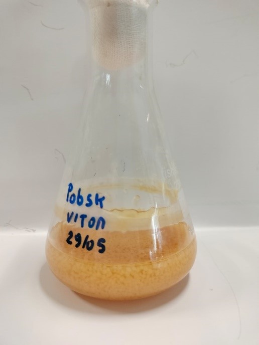 Fig 2. Example of P. ostreatus growth in small scale flasks for inoculum production.