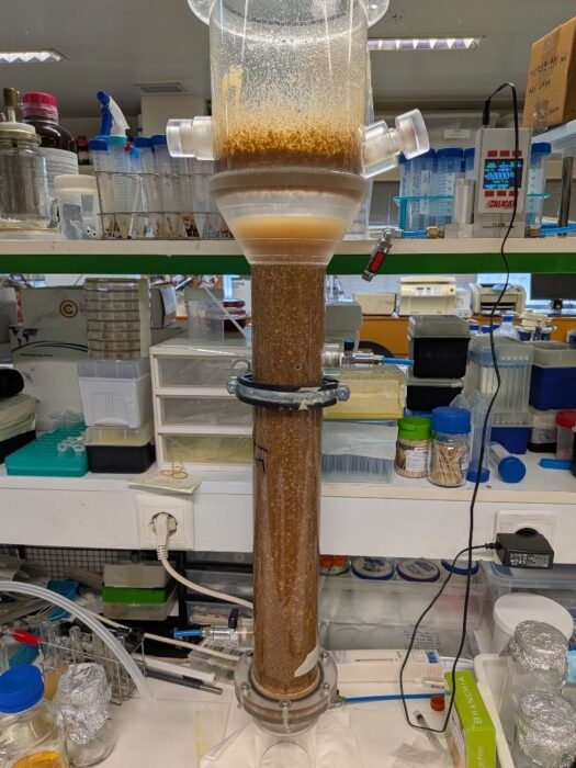 Fig 3. First trial of Pleurotus ostreatus grow in a airlift bioreactor in BSG culture medium.